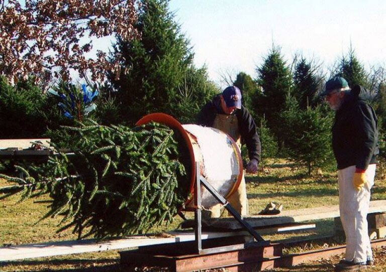 Dollinger Christmas Tree Farm