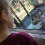Ruth Edwards Nature Center owl