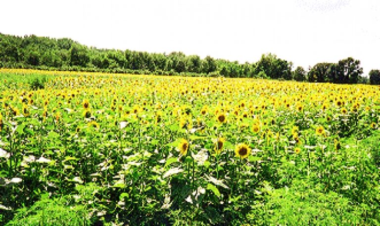 Green River State Wildlife Area