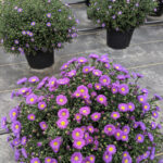6-selmis-mums