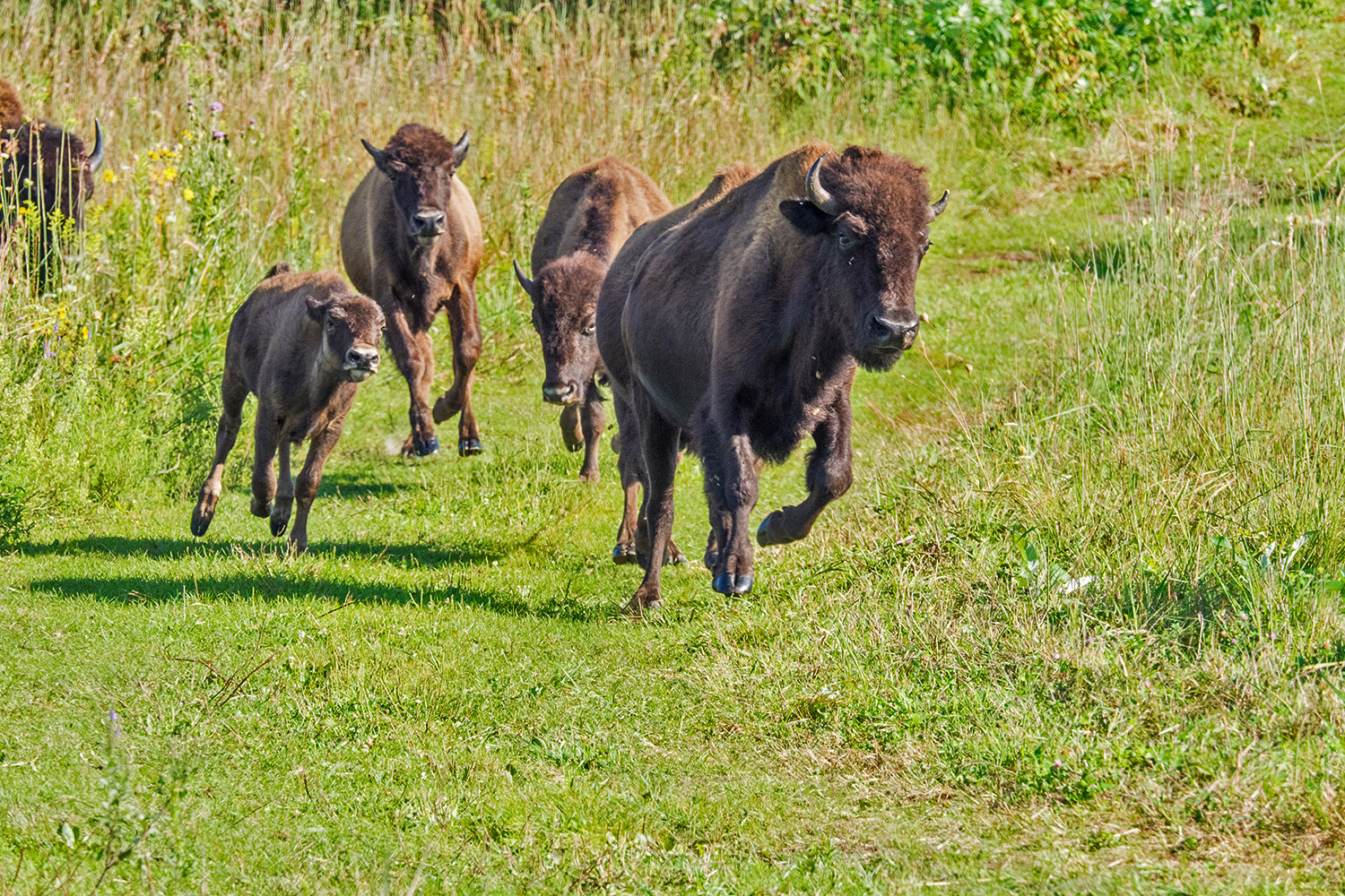 bison1