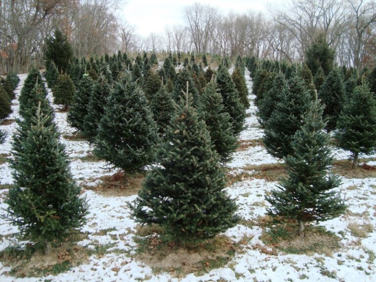 West Point Tree Farm