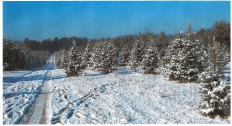 Sand Ridge Prairie Christmas Tree Farm