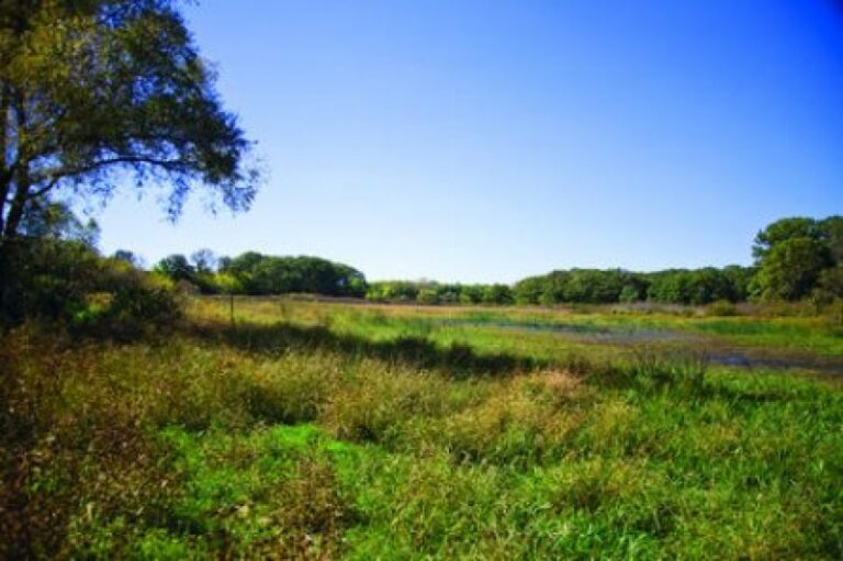 Amboy Marsh Wildlife Sanctuary