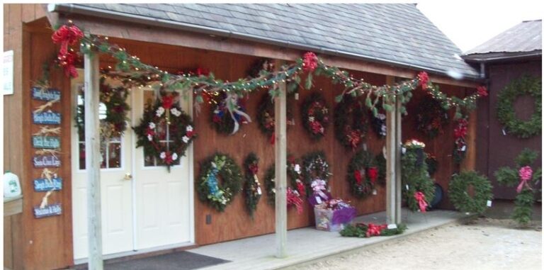 Baileyville Christmas Trees