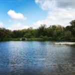 Woodhaven-lake-spring