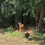 woodhaven-deer