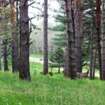 woodhaven-forest