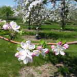 20 Indian Hills Orchard gallery 2