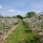 20 Indian Hills Orchard gallery 3