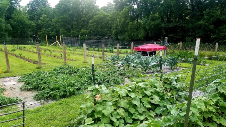 Big Miniature Farms