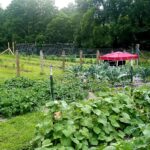 Big Miniature Farm garden