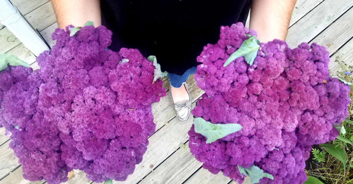 bwcvb BLOG bmf cauliflower