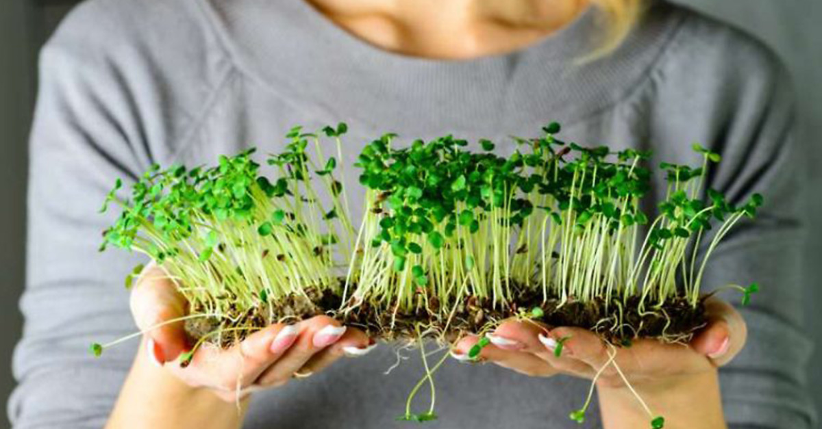 bwcvb BLOG bmf microgreens