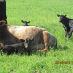 Pfeiffer Farms cattle in pasture