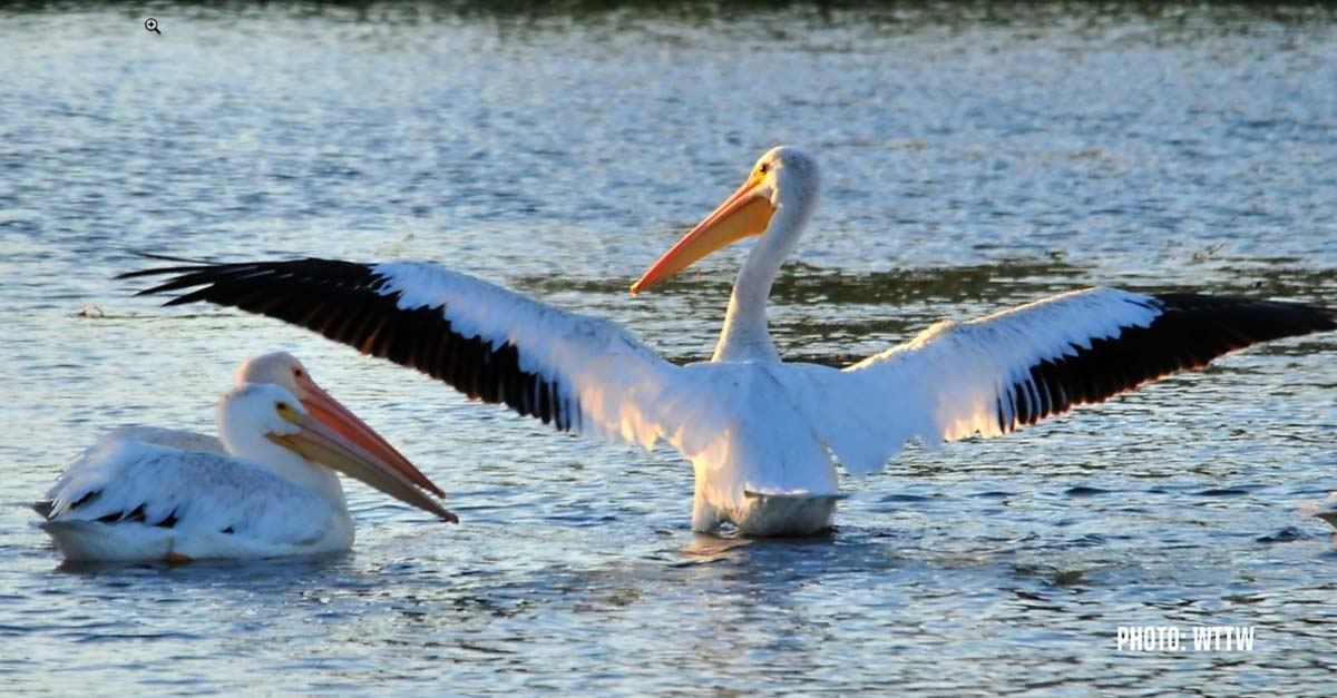 bwcvb wpelican 10 pelicans