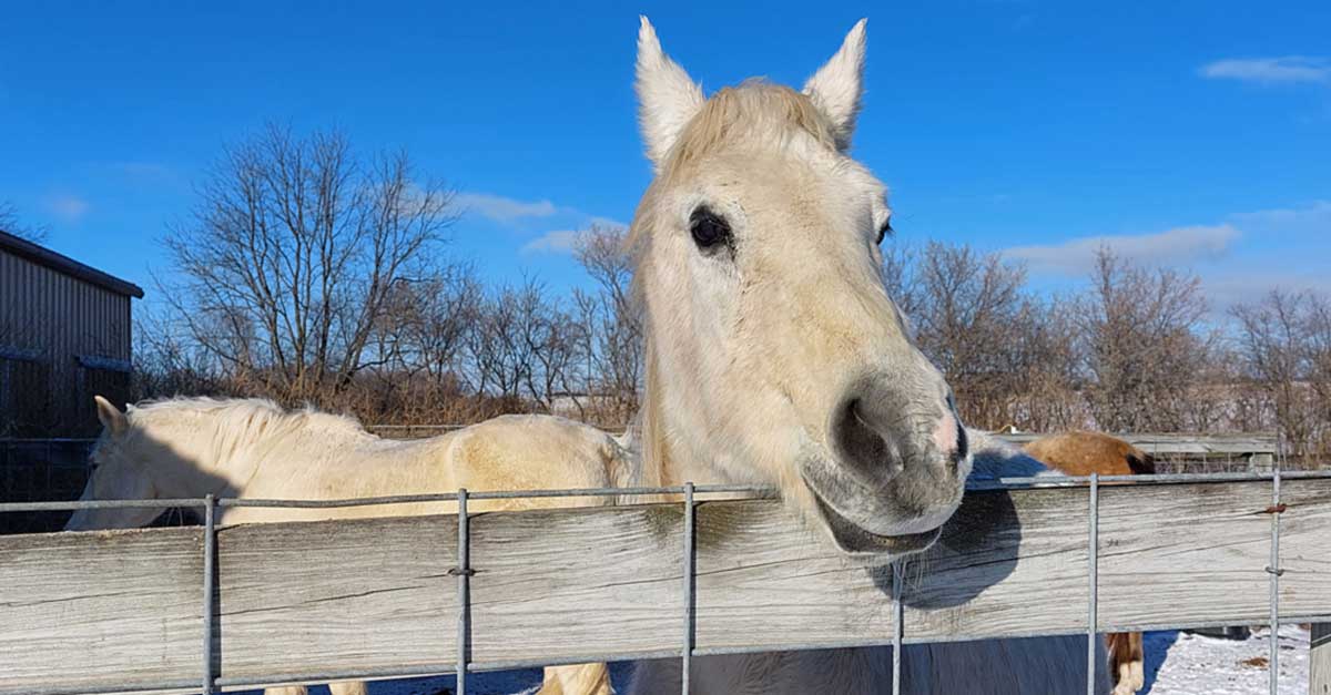bwcvb BLOG WPR 6 horse 1200