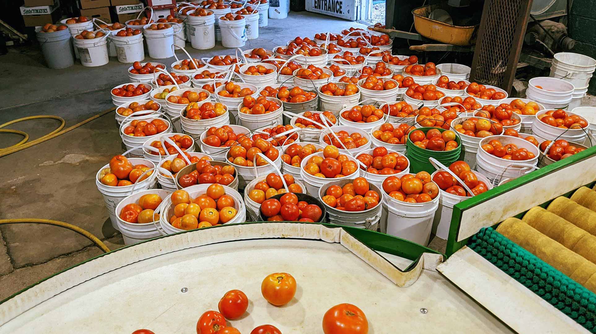 bwcvb BLOG selmis tomatoes