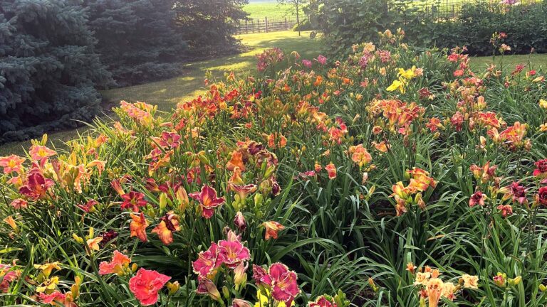 Ellison Daylilies by Michelle Rogers